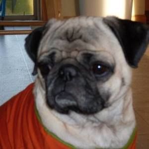 Meet your Posher, Brad